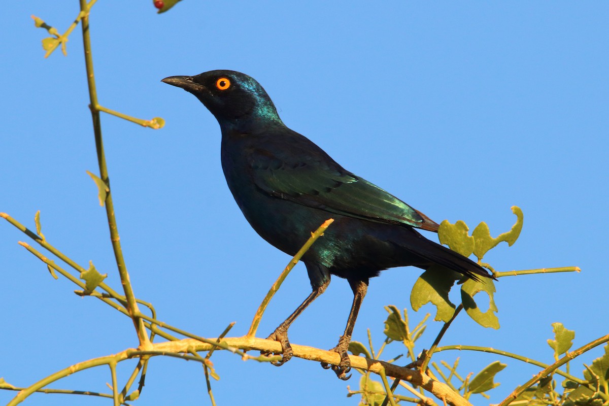 Капский спрео - ML646894667