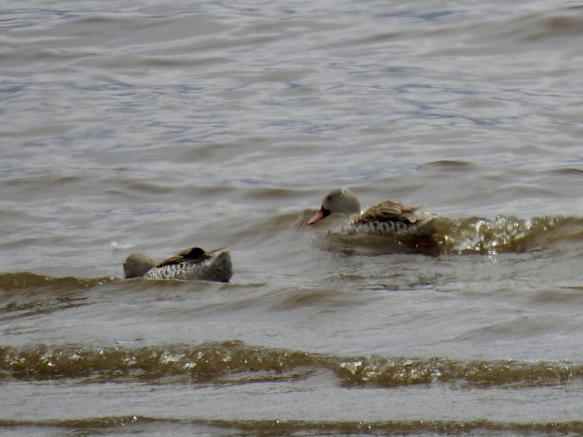 Капский чирок - ML646894668