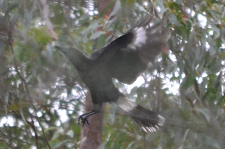 Пегий куравонг - ML646894669