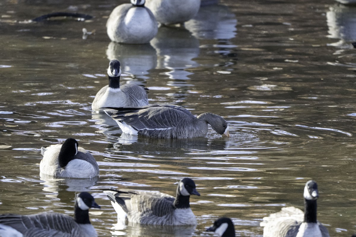 Белолобый гусь - ML646894670