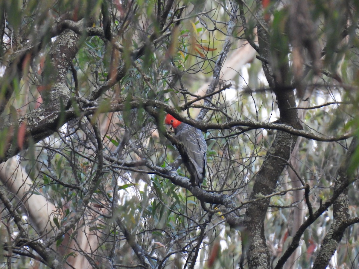 Gang-gang Cockatoo - ML646894672