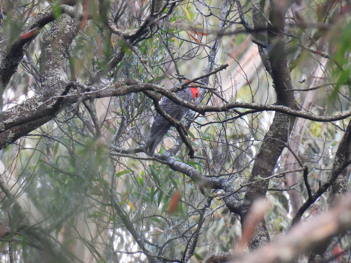 Gang-gang Cockatoo - ML646894673