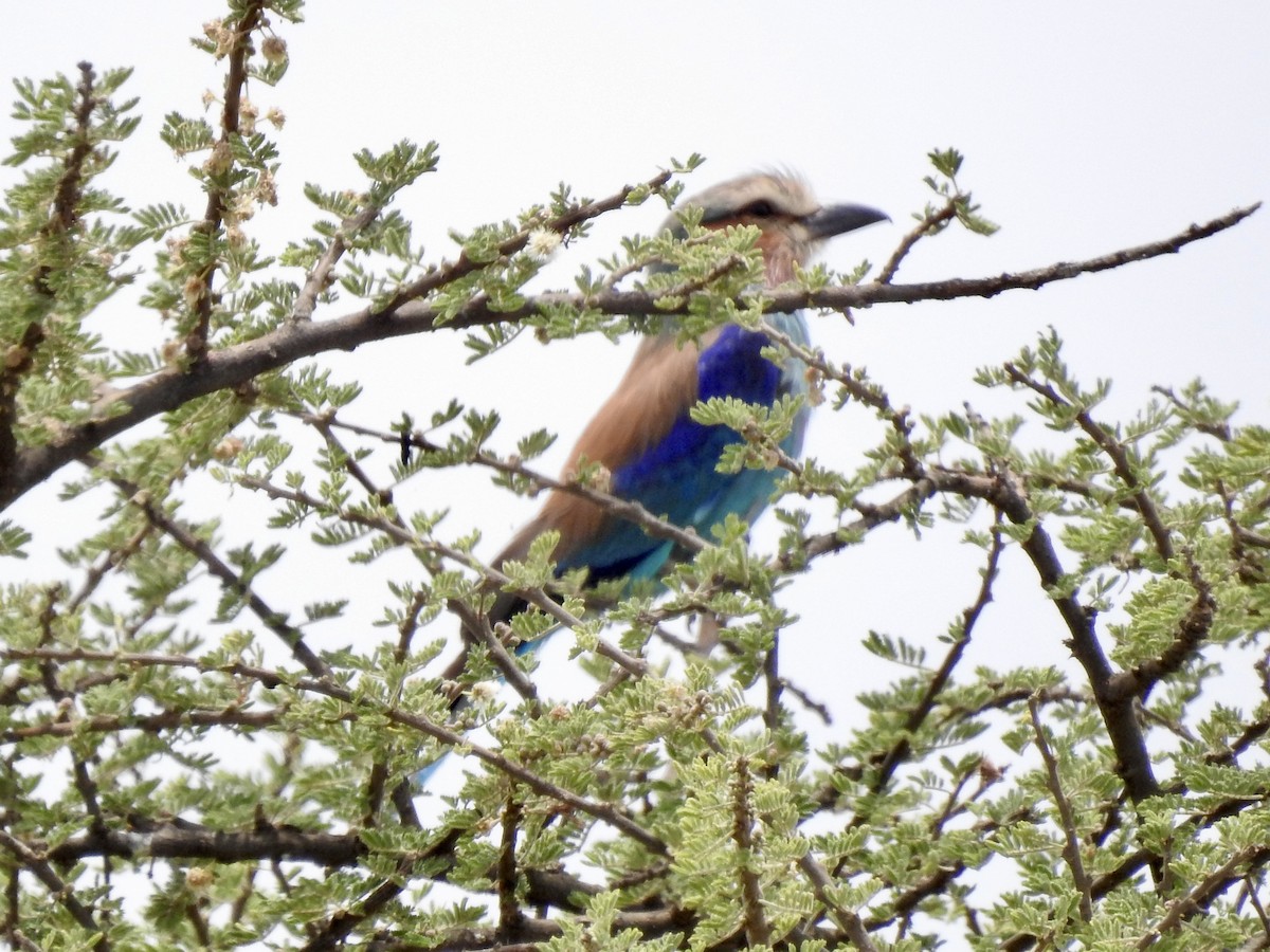 Lilac-breasted Roller - ML646894675