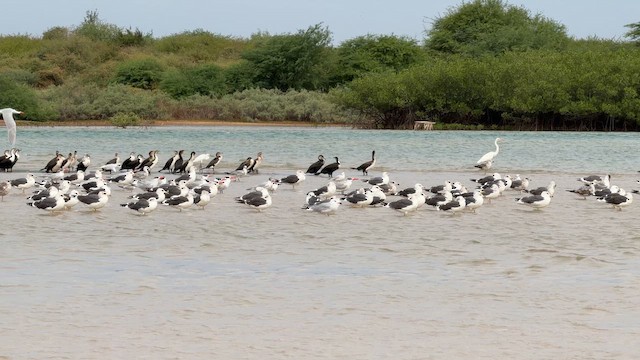 Lesser Black-backed Gull - ML646894678