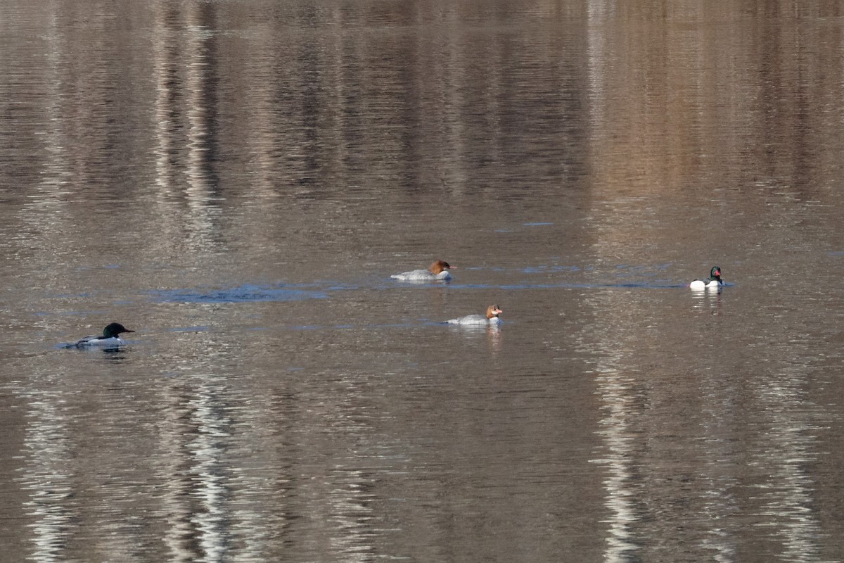 川秋沙 - ML646894689