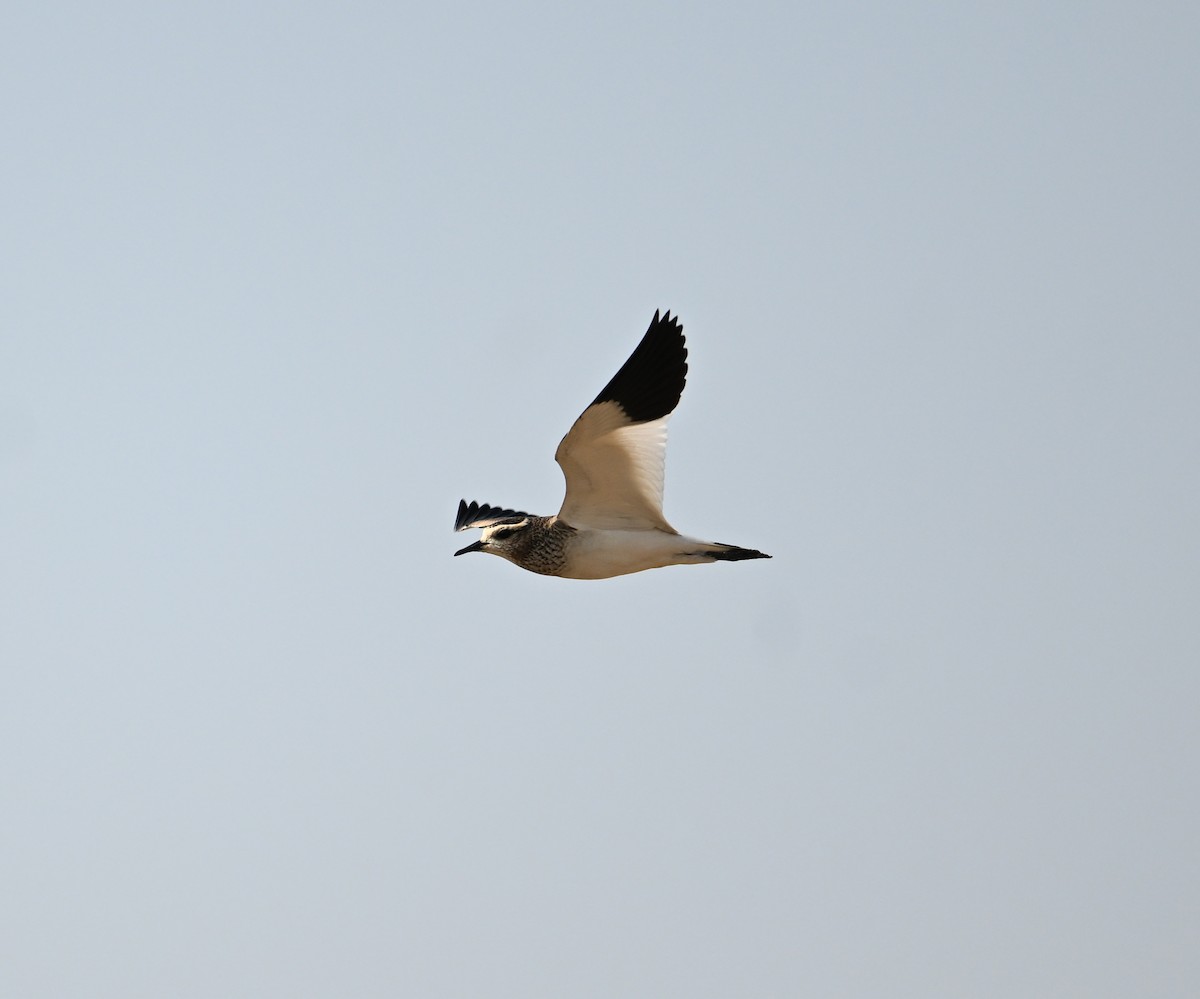 Steppenkiebitz - ML646894700