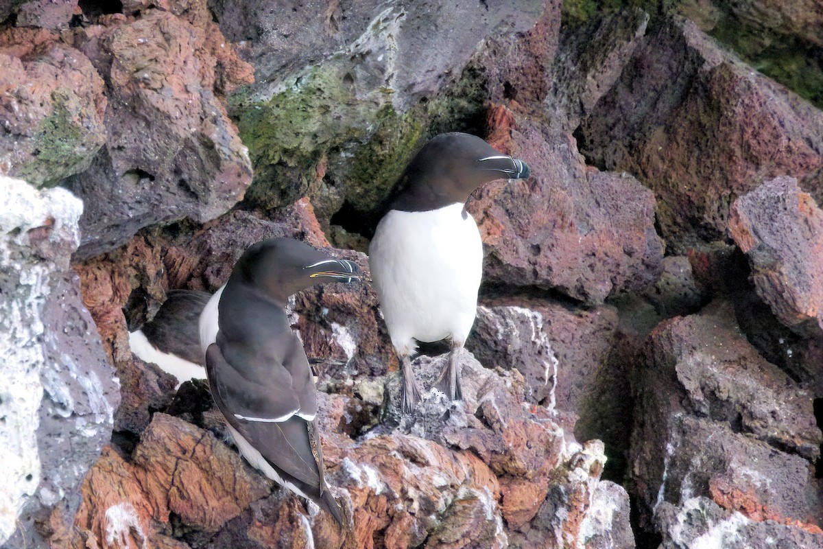 Гагарка мала - ML646894706