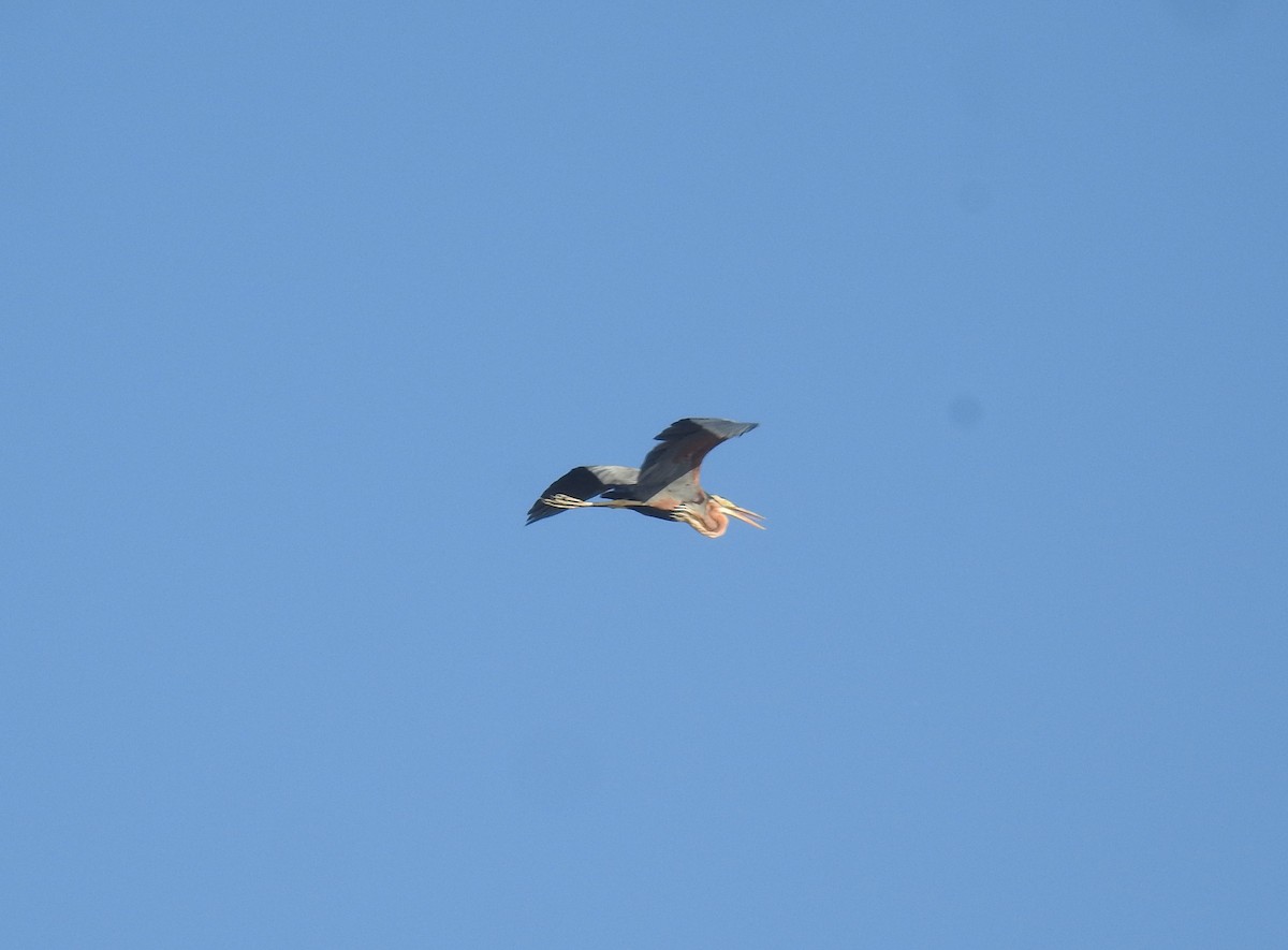 Purple Heron - ML646894714