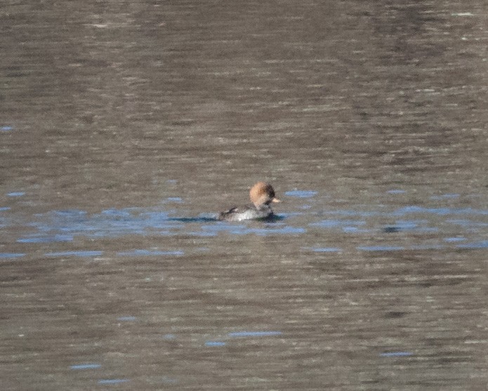 Hooded Merganser - ML646894715