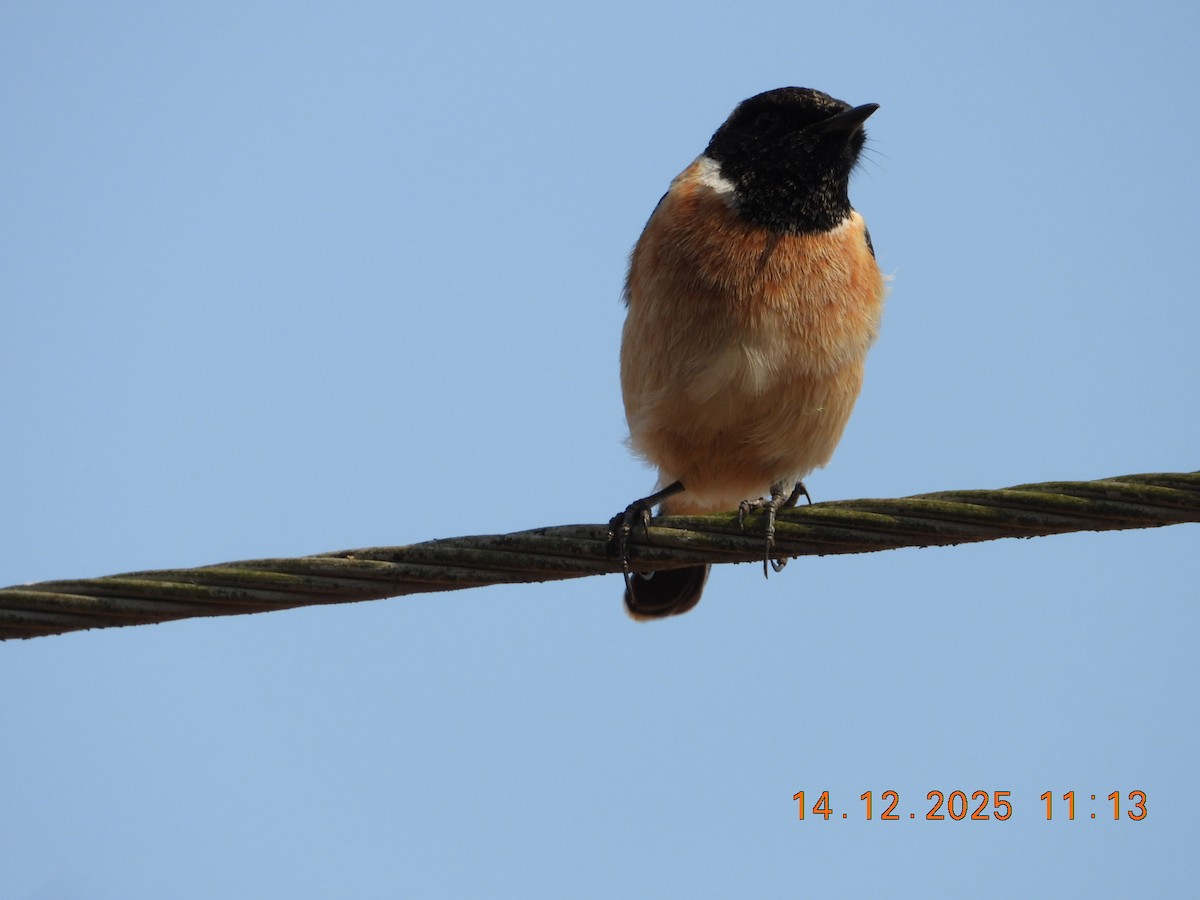 Pallasschwarzkehlchen - ML646894720