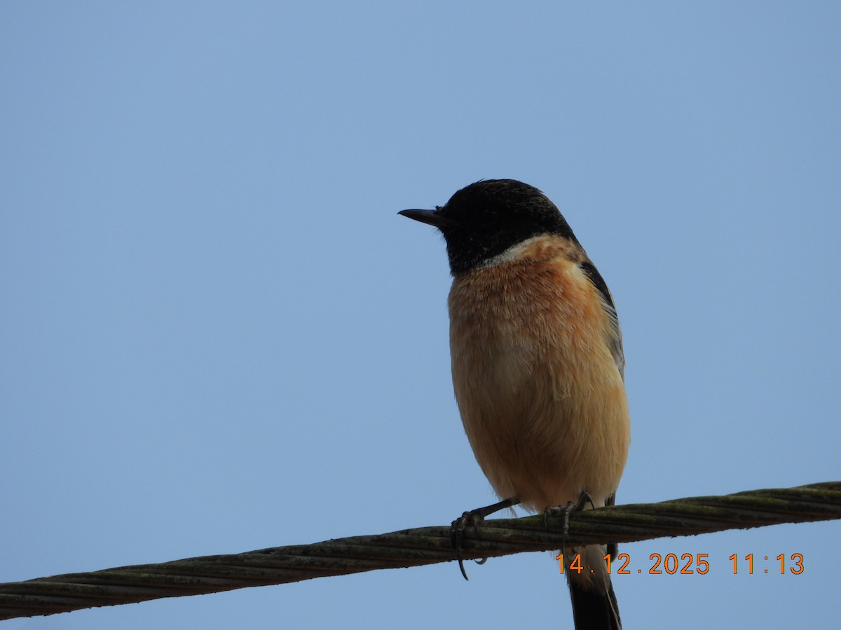 Pallasschwarzkehlchen - ML646894721