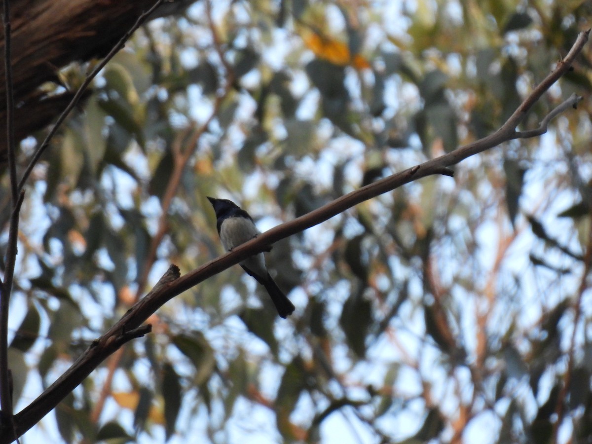 Seidenmonarch - ML646894728