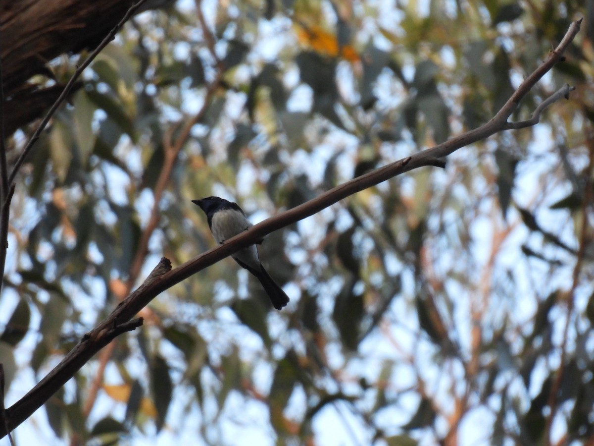 Seidenmonarch - ML646894730