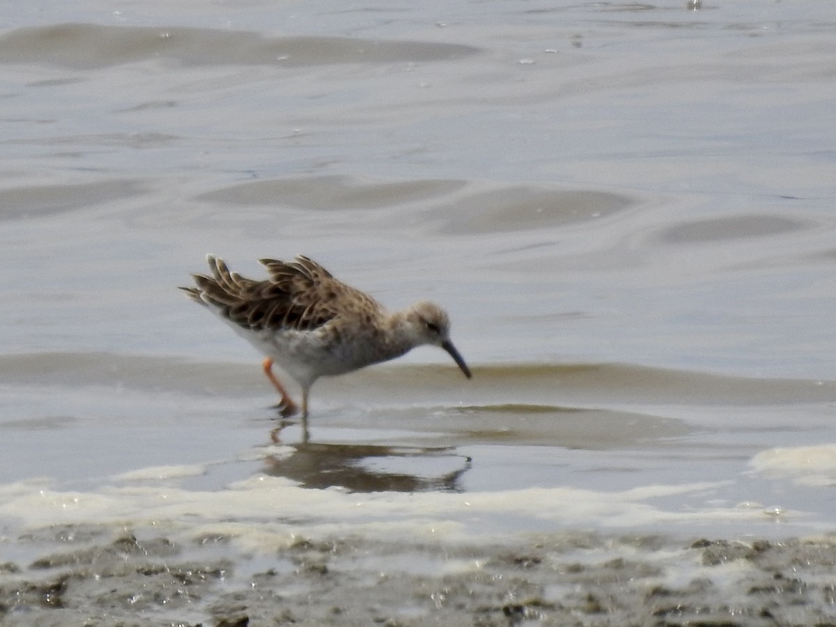 Kampfläufer - ML646894736