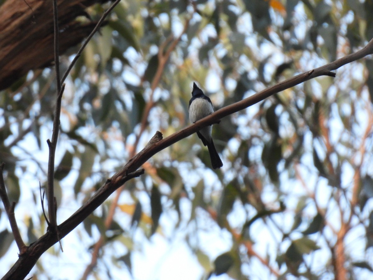 Seidenmonarch - ML646894746