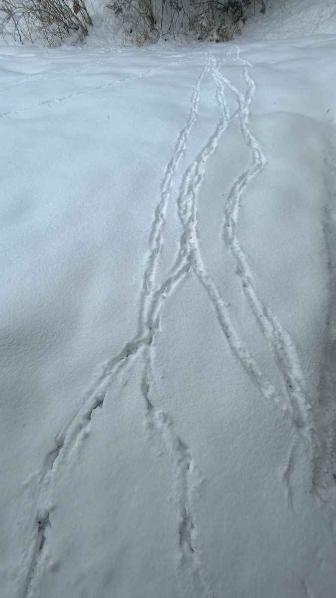 Truthuhn - ML646894754