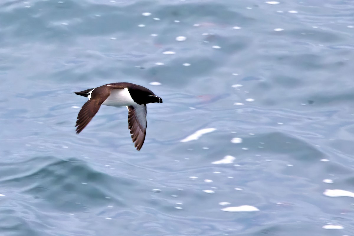 Tordalk - ML646894755