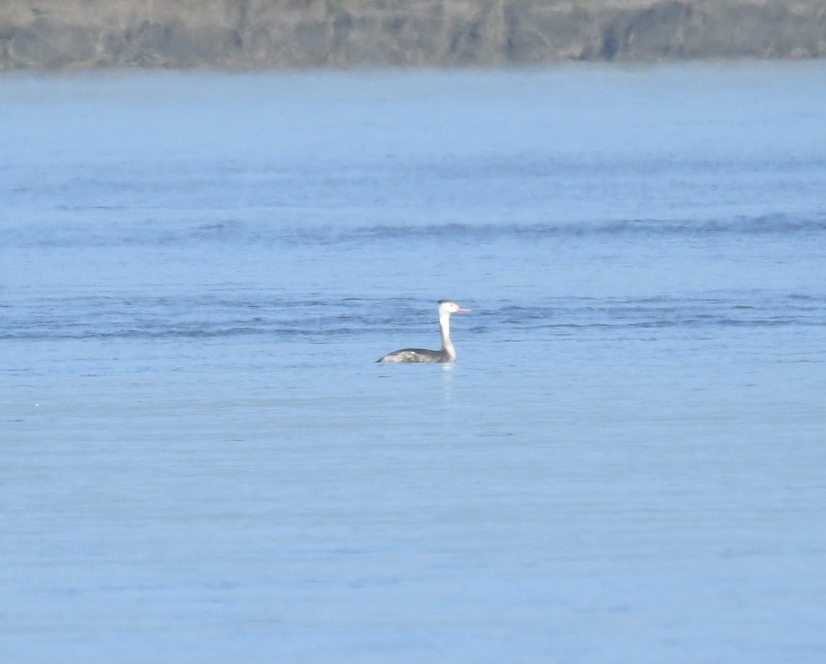 Haubentaucher - ML646894757