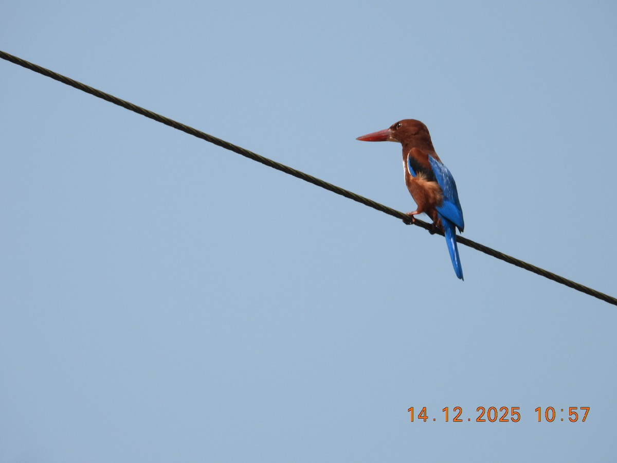 Braunliest - ML646894758