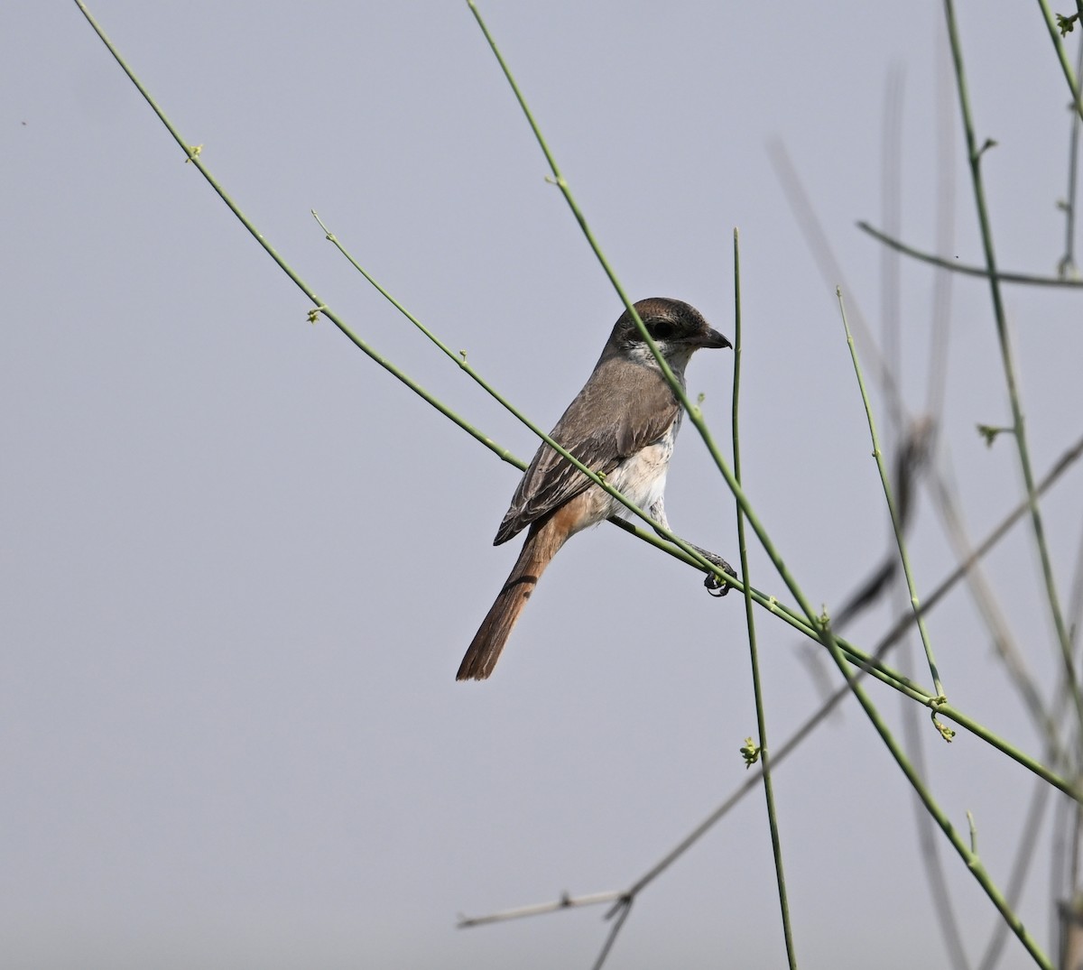 Red-tailed Shrike - ML646894760