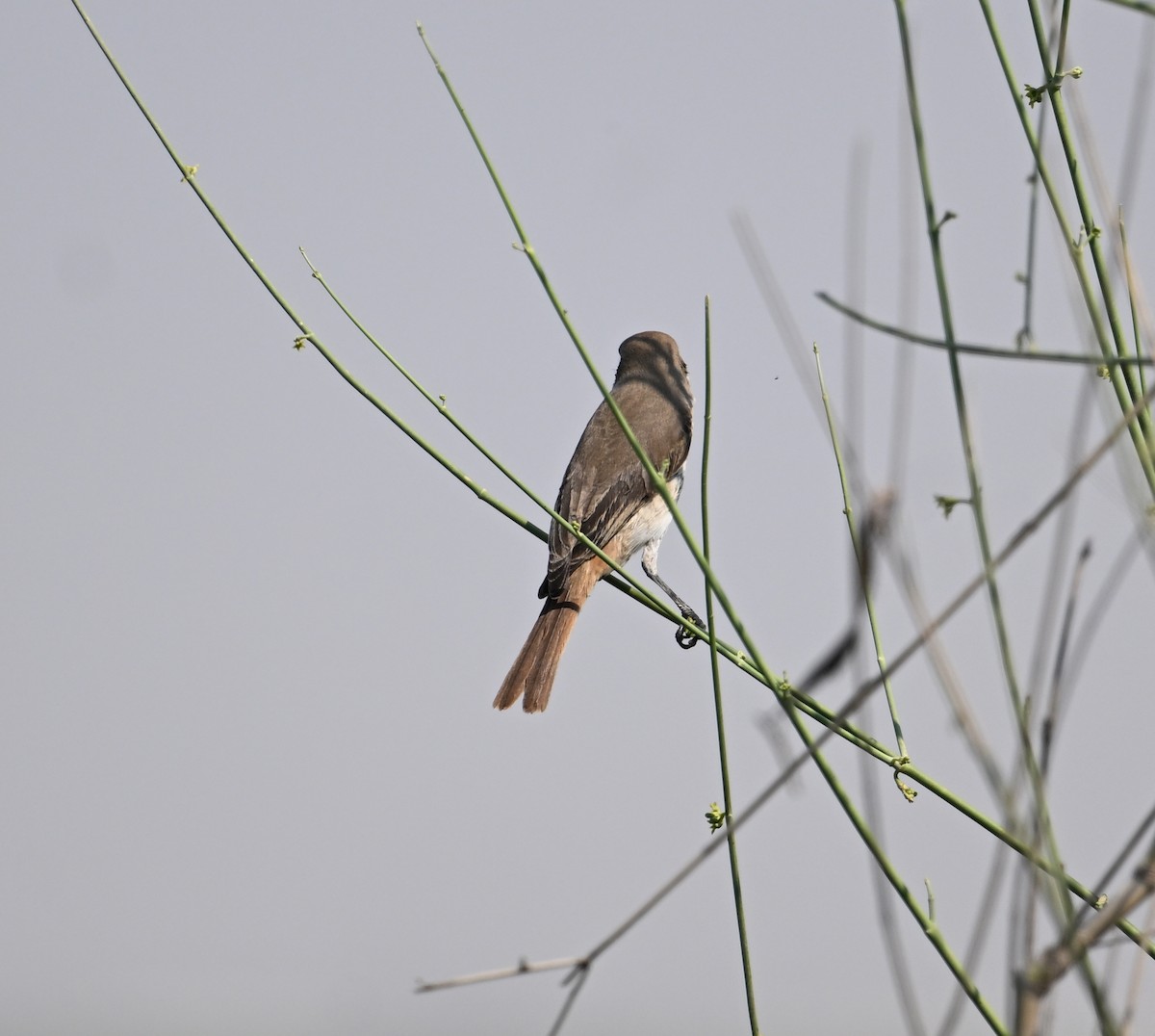 Red-tailed Shrike - ML646894761