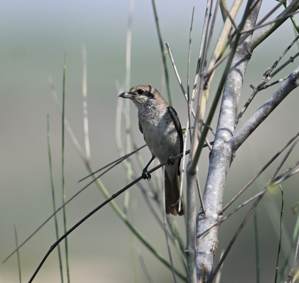 Red-tailed Shrike - ML646894762