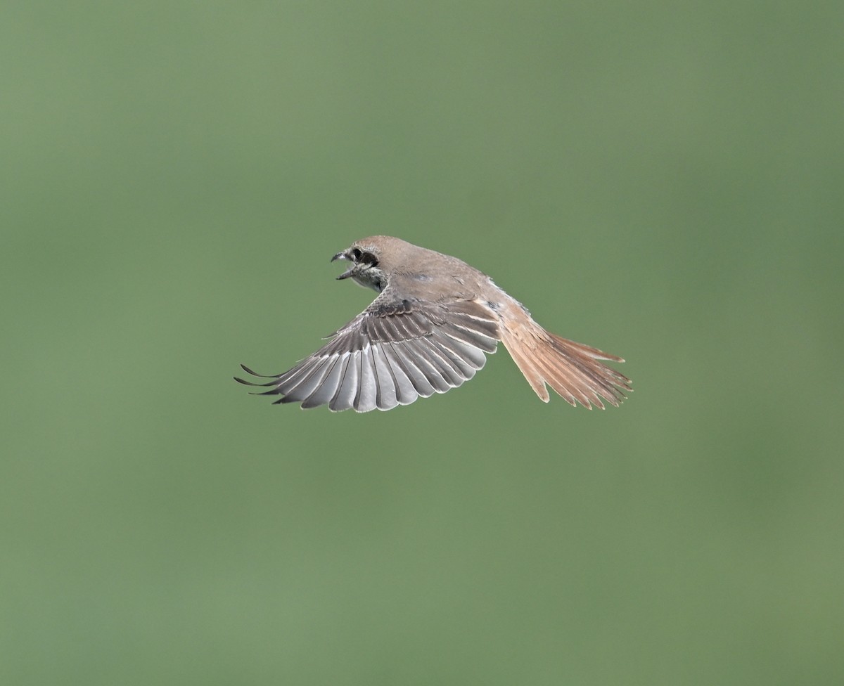Red-tailed Shrike - ML646894763