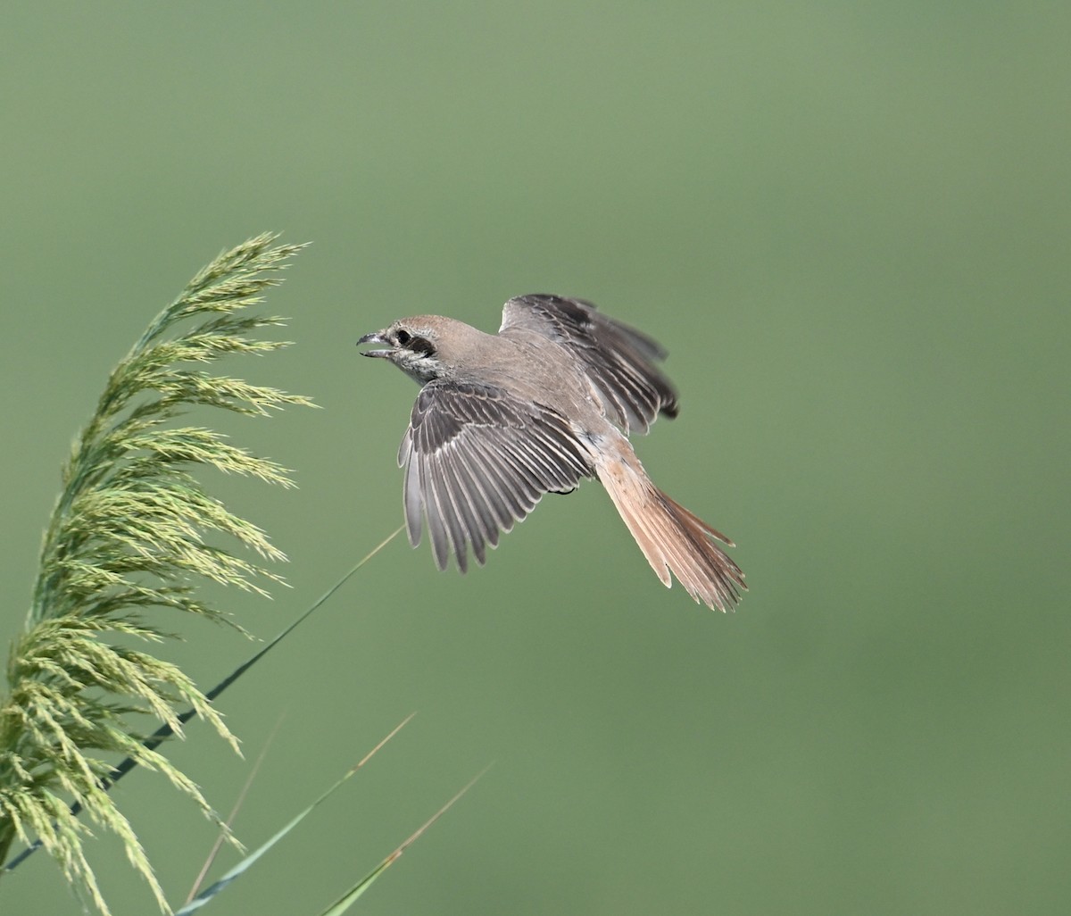 Red-tailed Shrike - ML646894764