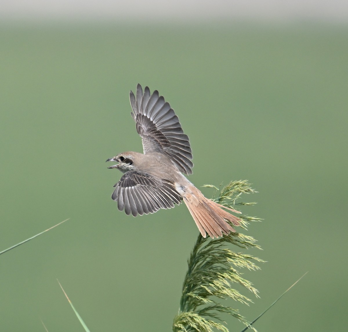 Red-tailed Shrike - ML646894765