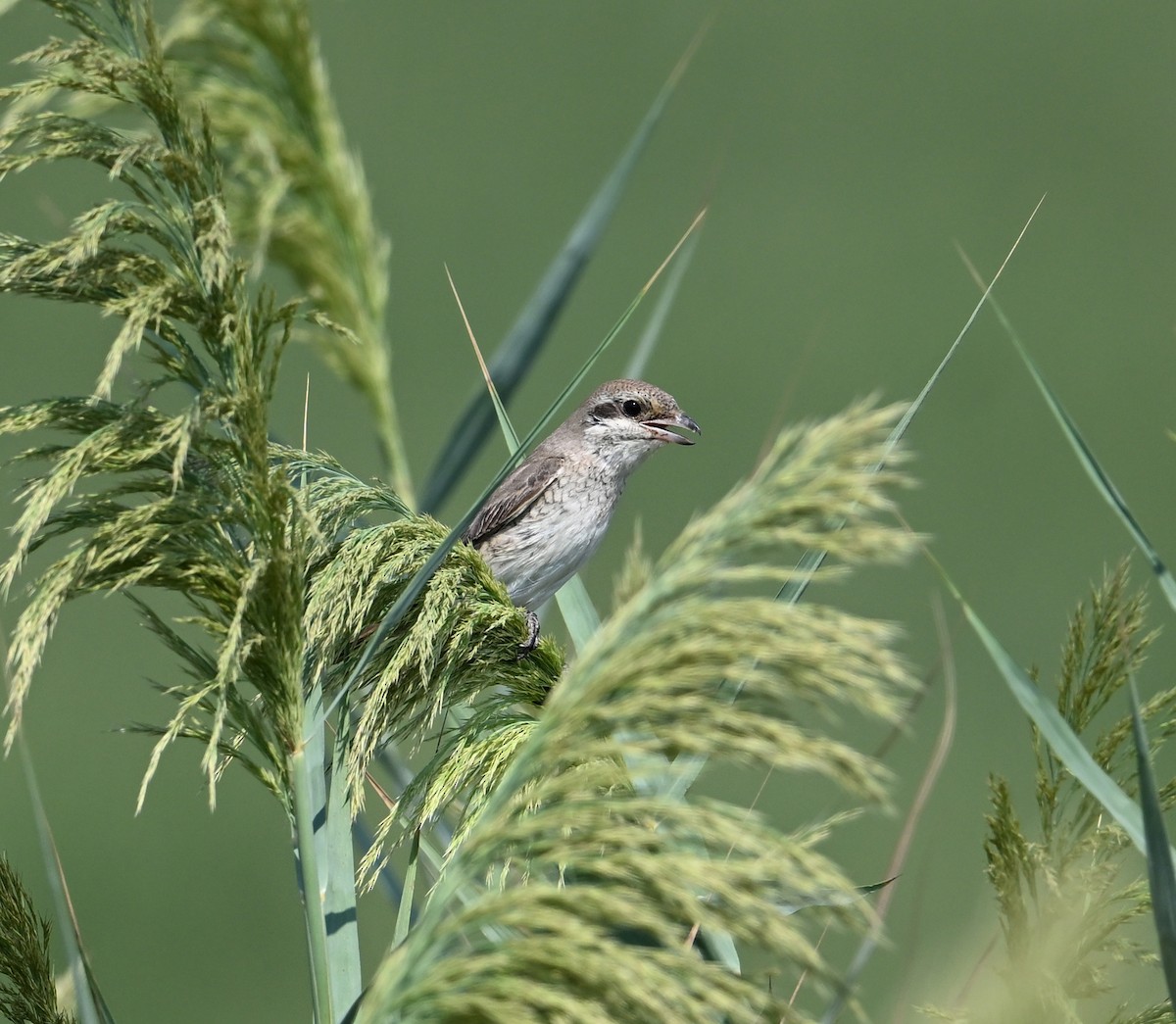 Red-tailed Shrike - ML646894766