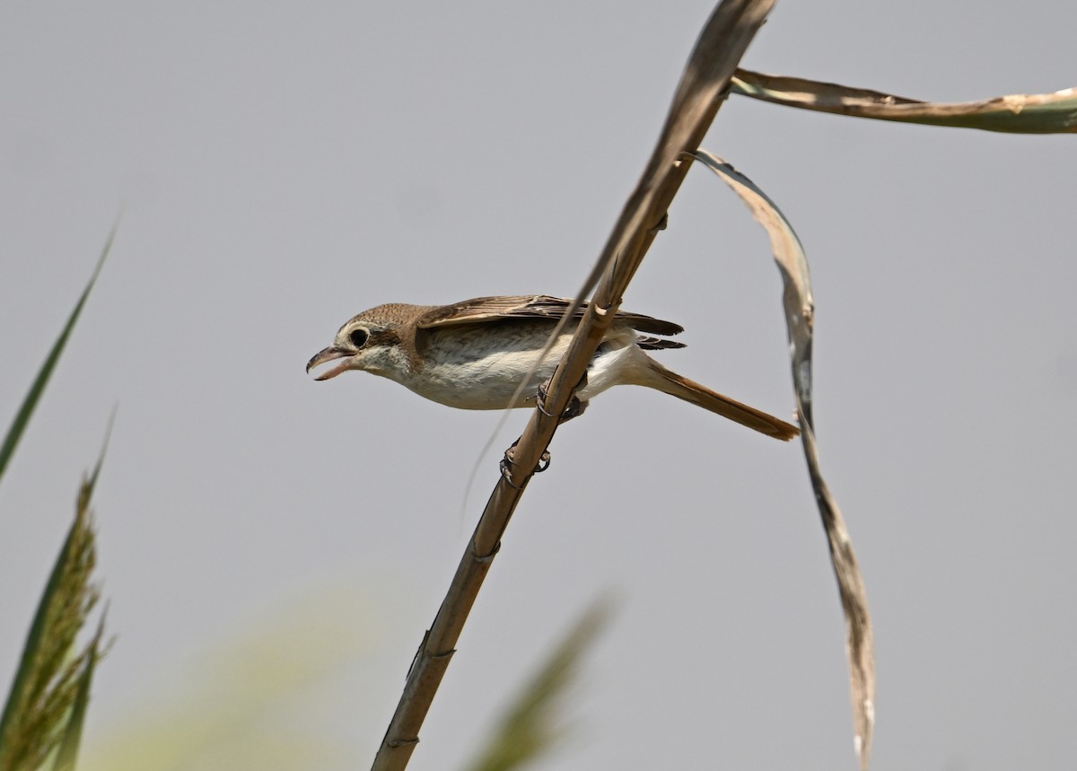 Red-tailed Shrike - ML646894767