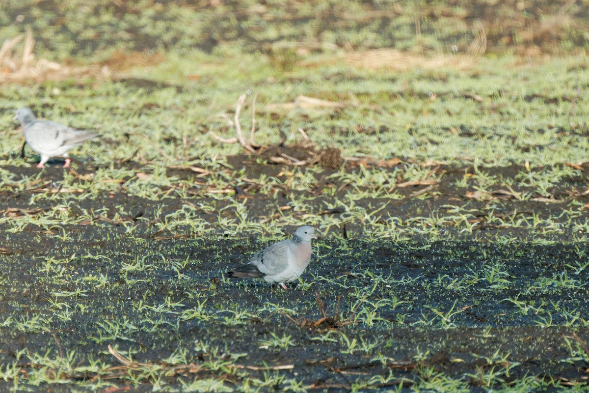 Hohltaube - ML646894776