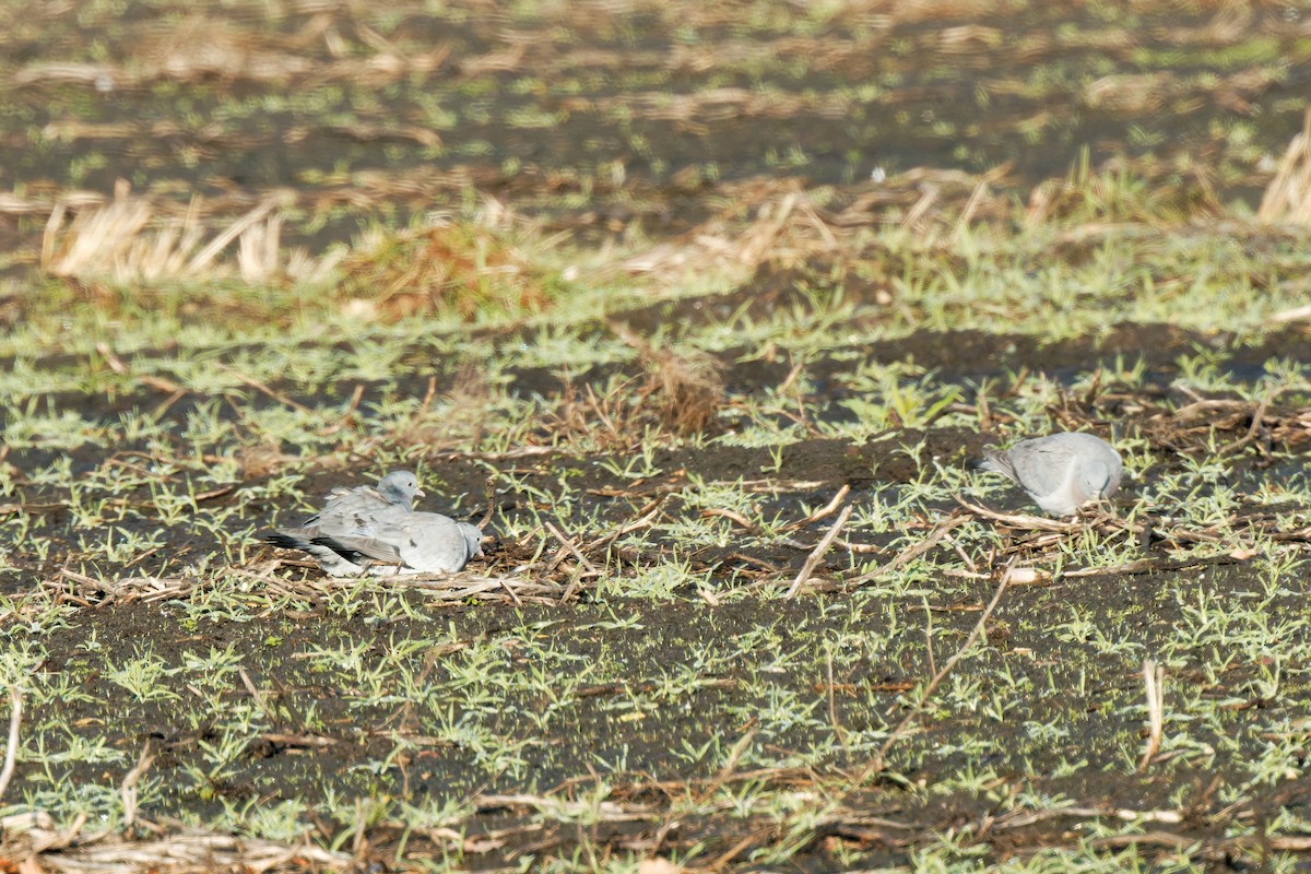 Hohltaube - ML646894777