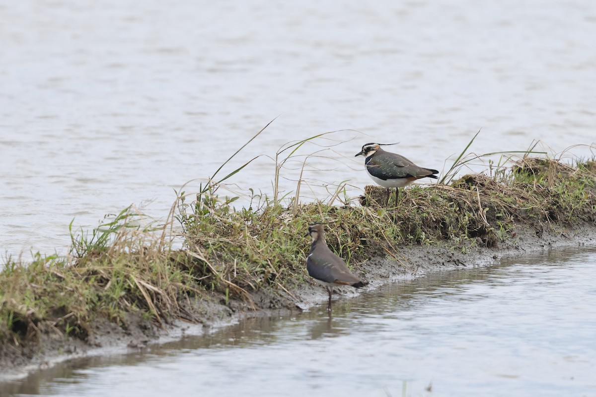 Kiebitz - ML646894778