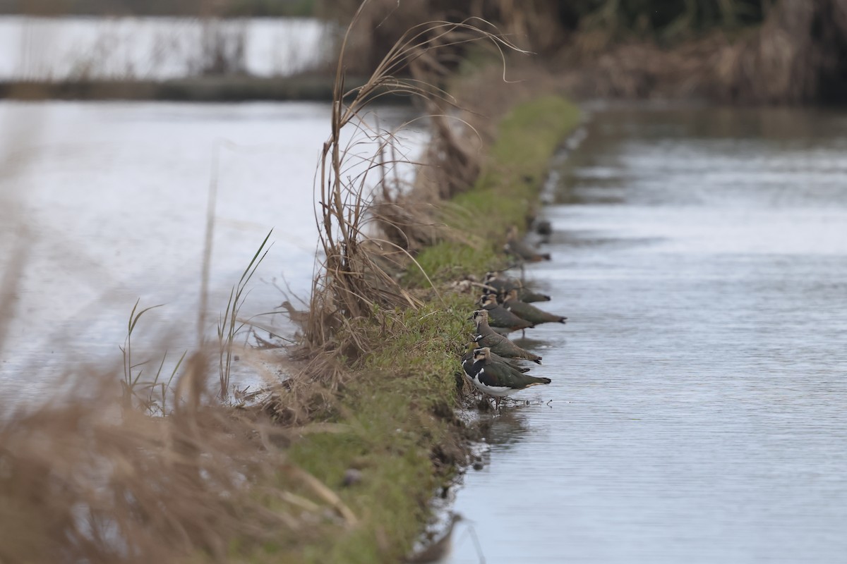 Kiebitz - ML646894779