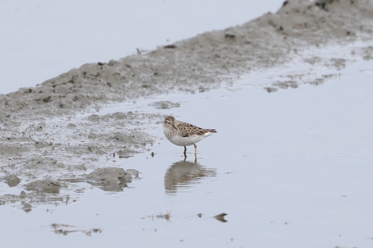 Uzun Parmaklı Kumkuşu - ML646894780