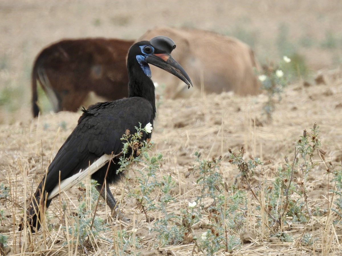 Abyssinian Ground-Hornbill - ML646894782
