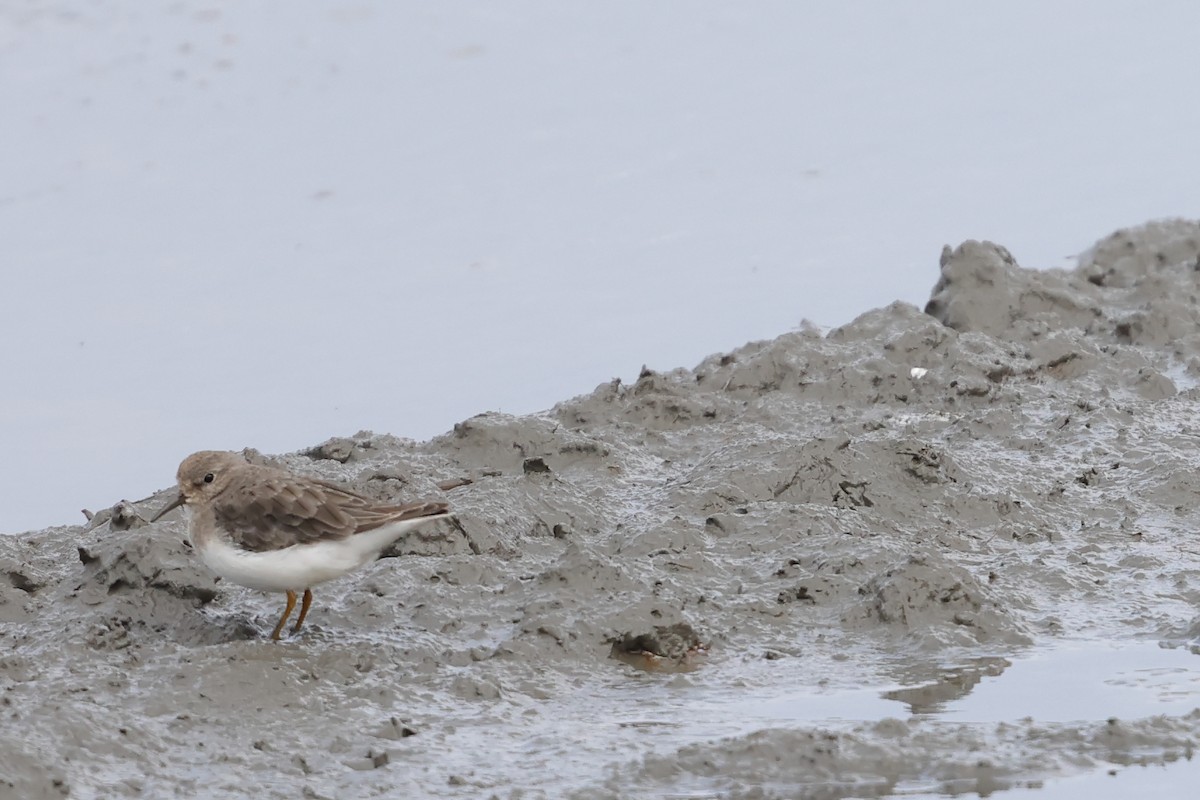 Sarı Bacaklı Kumkuşu - ML646894783