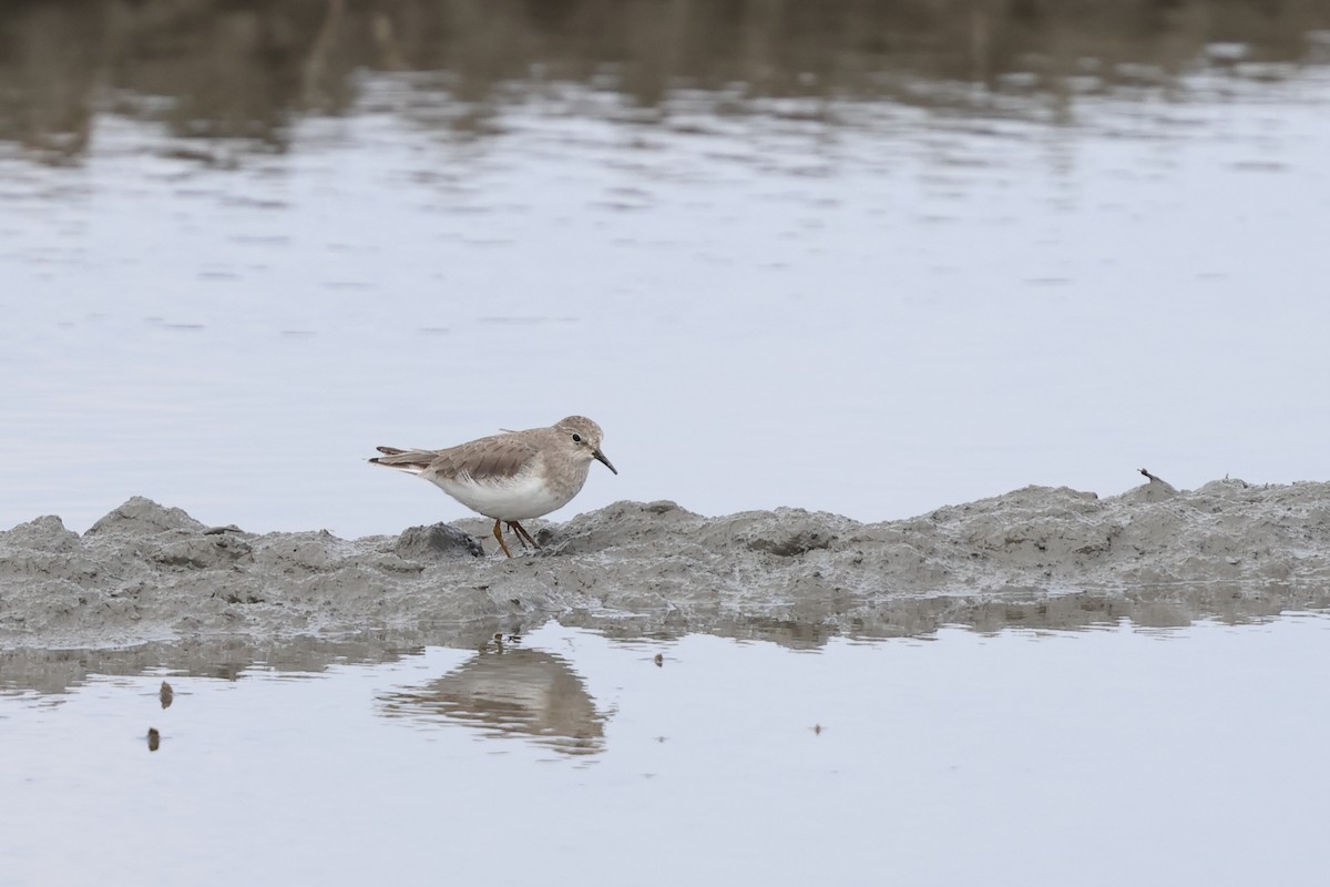 Sarı Bacaklı Kumkuşu - ML646894784