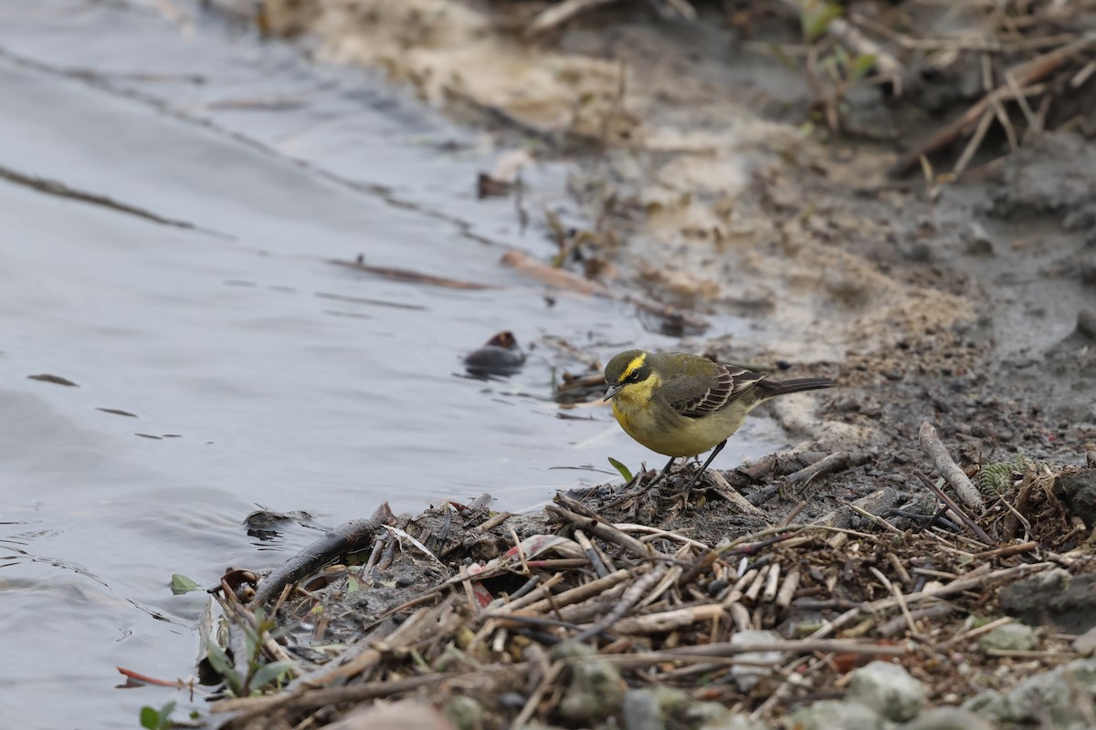 Çukçen Kuyruksallayanı - ML646894787