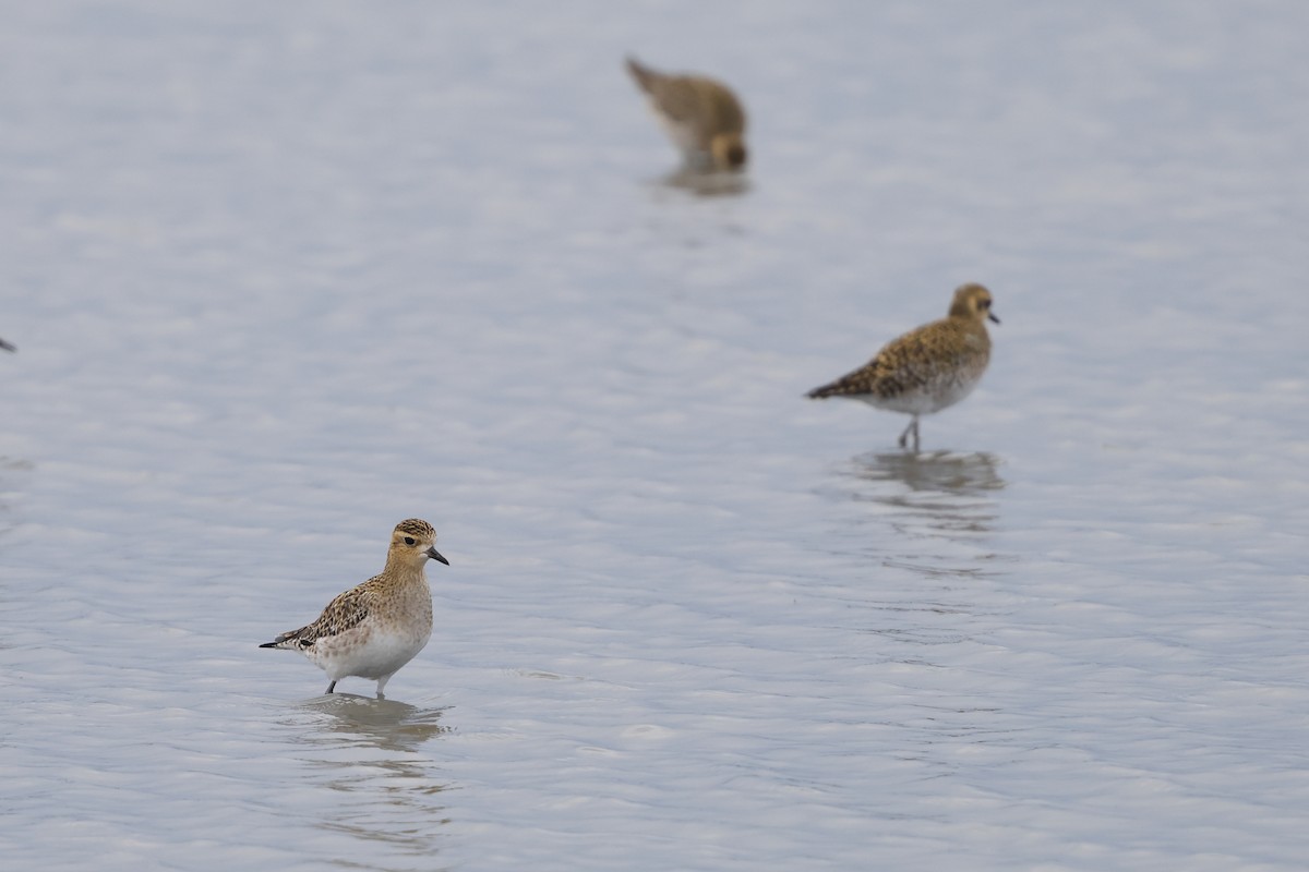 Küçük Altın Yağmurcun - ML646894789