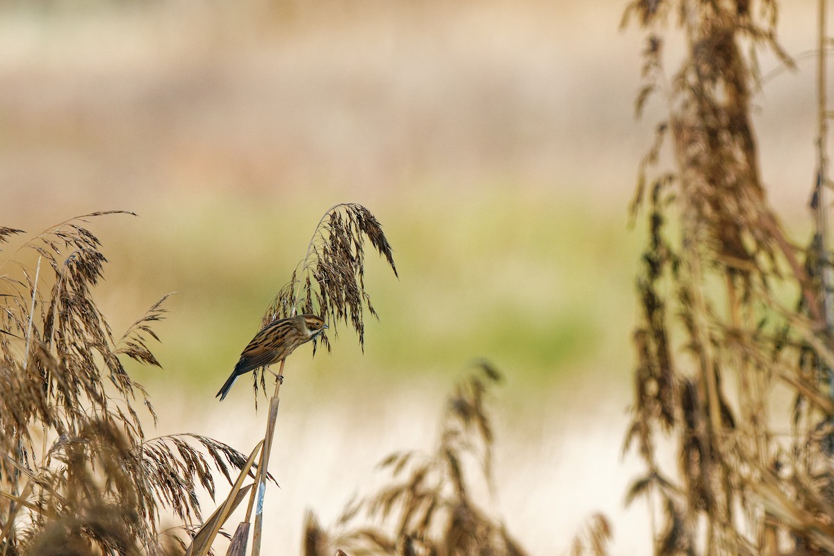 Reed Bunting - ML646894790