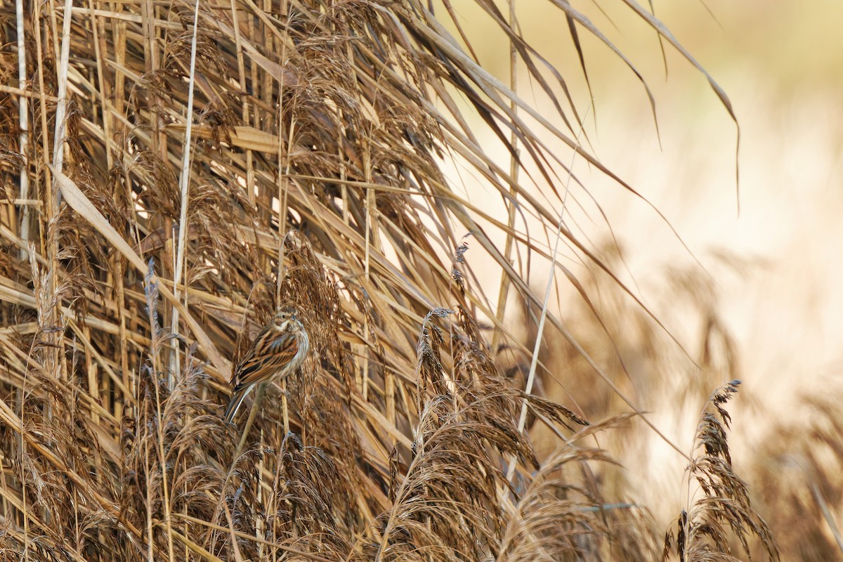 Reed Bunting - ML646894791