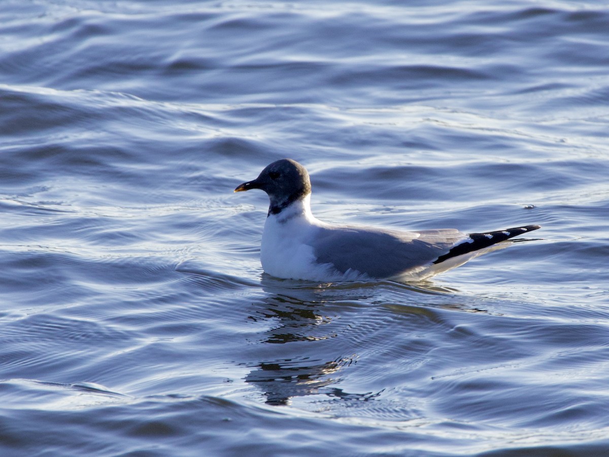 Sabine's Gull - ML646894792