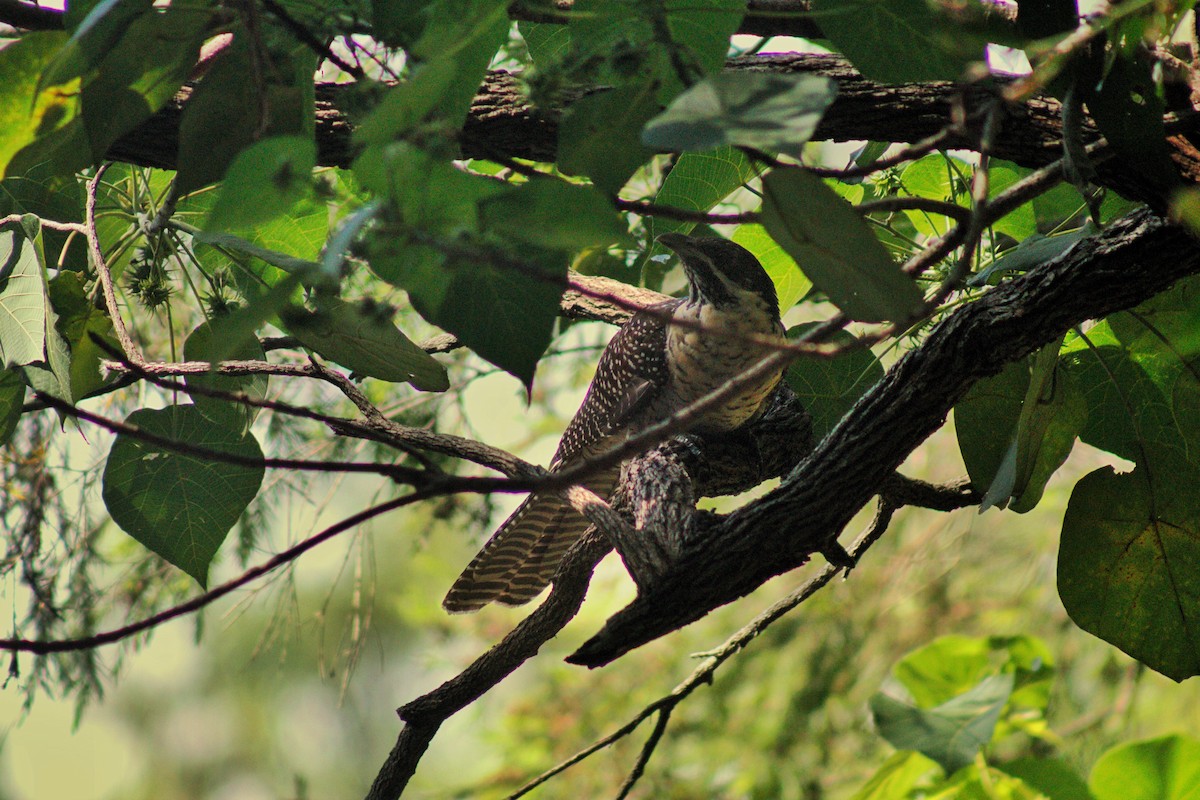 Pacific Koel - ML646894793