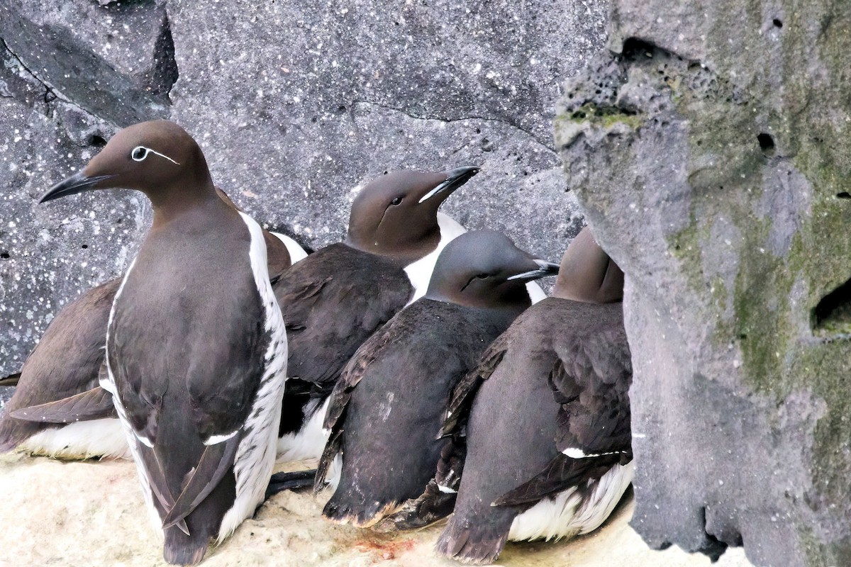 Кайра товстодзьоба - ML646894794