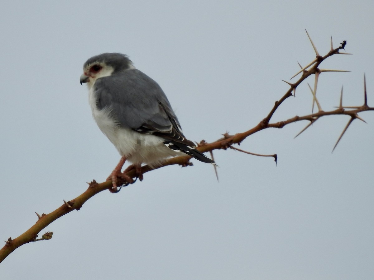 בז זעיר - ML646894799