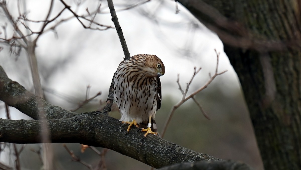 Rundschwanzhabicht - ML646894800