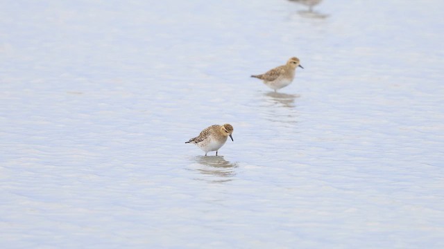 kulík pacifický - ML646894802