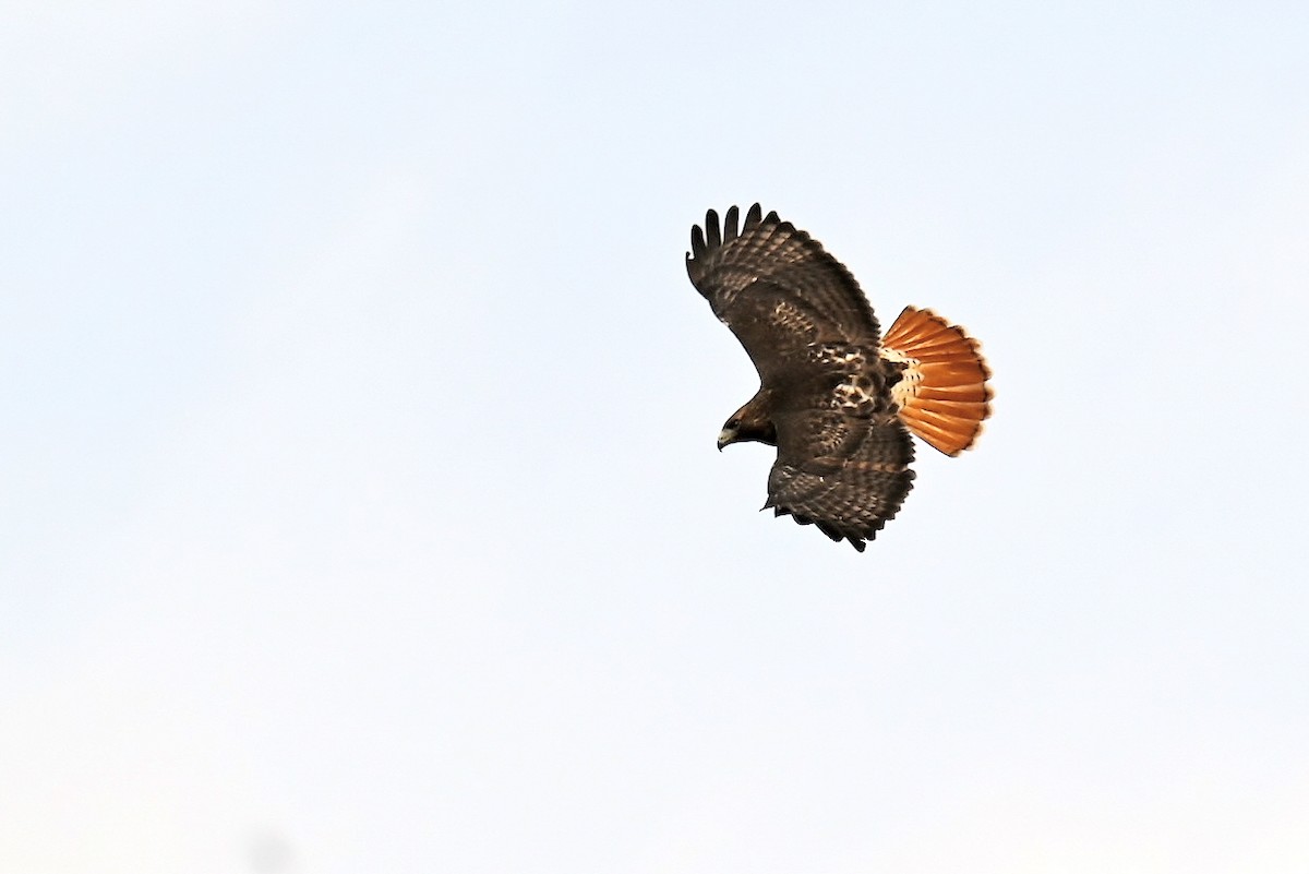 Rotschwanzbussard - ML646894803